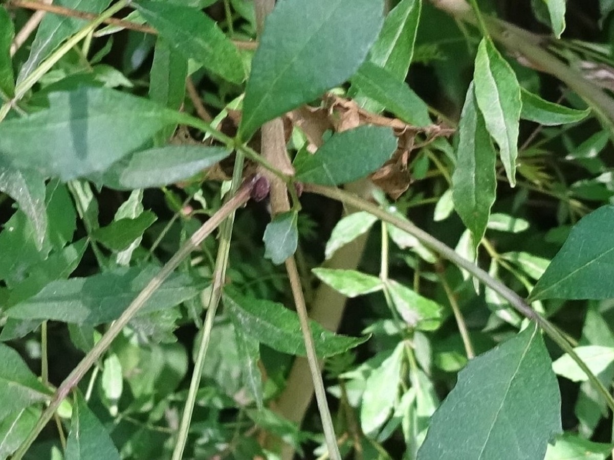 Fraxinus angustifolia subsp. angustifolia (Oleaceae)
